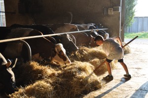 Ein Junge mit Schaufel hilft im Kuhstall mit und schiebt das Stroh zu den Kühen, damit diese es fressen können.